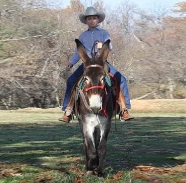 Dozer riding his famous donkey