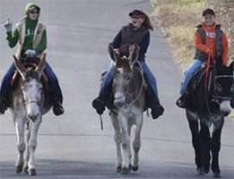 kids riding mammoth donkeys